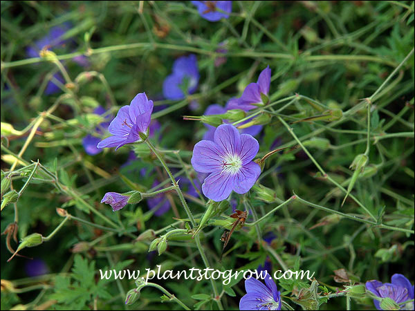 A close up of the flowers